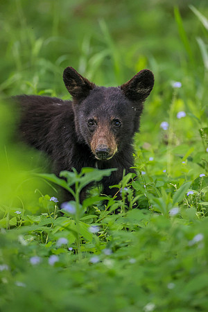 Black Bear Cub