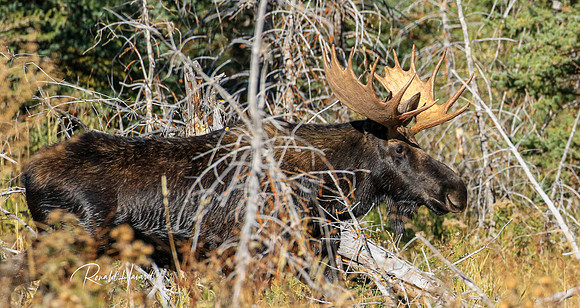 Moose