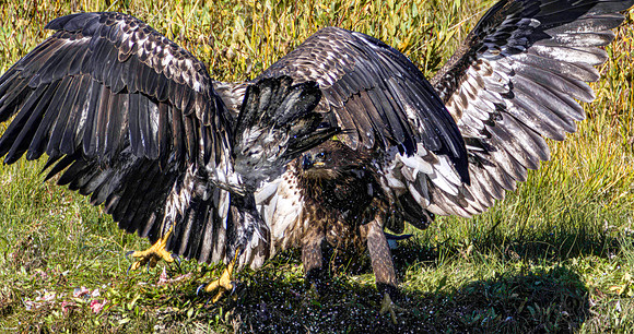 Eagles Fighting
