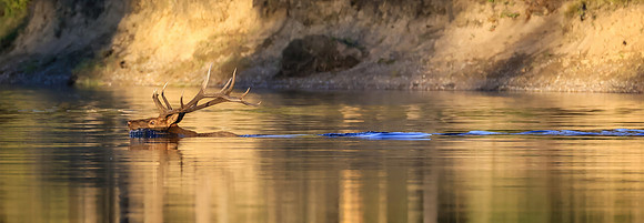 Bull Elk Crossing RIver