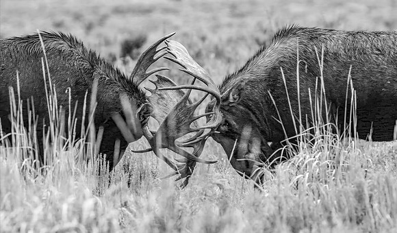 Moose Rutting