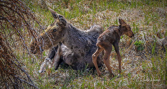First Steps