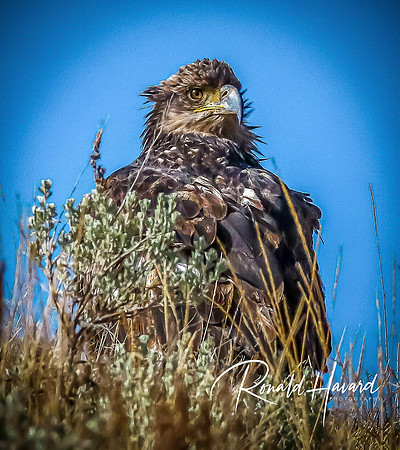 Eagle Resting