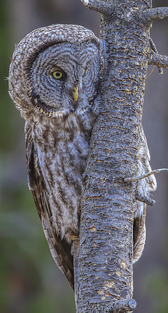 Owl Hunting