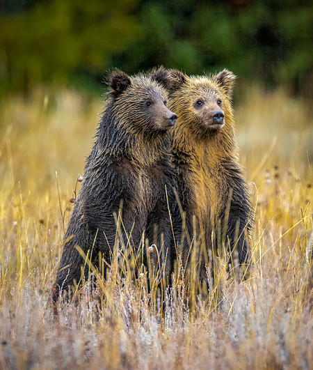 Grizzly Twins