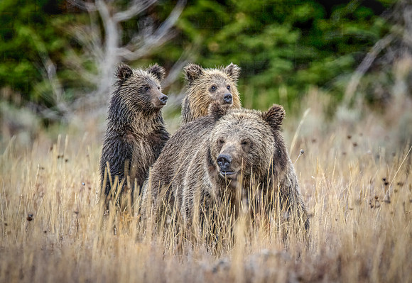 Family Outing