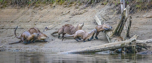 Otters Playing along Riverbank