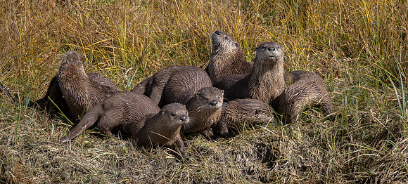 Family Playtime