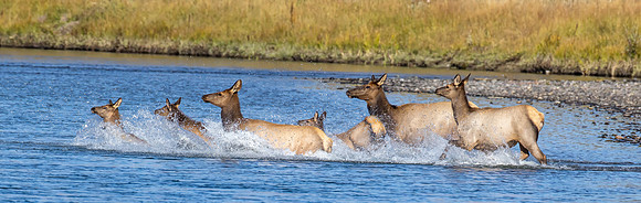 Elk Herd Crossing
